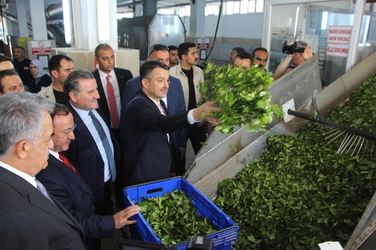 Bakan Pakdemirli Rize\'de Çay Fabrikalarını Gezdi