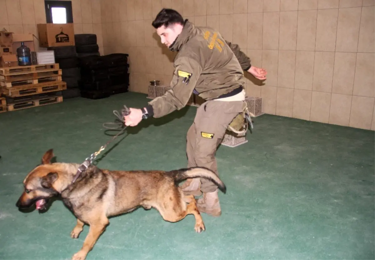 İstanbul Havalimanı\'nda Apron Güvenliği Özel Köpeklere Emanet