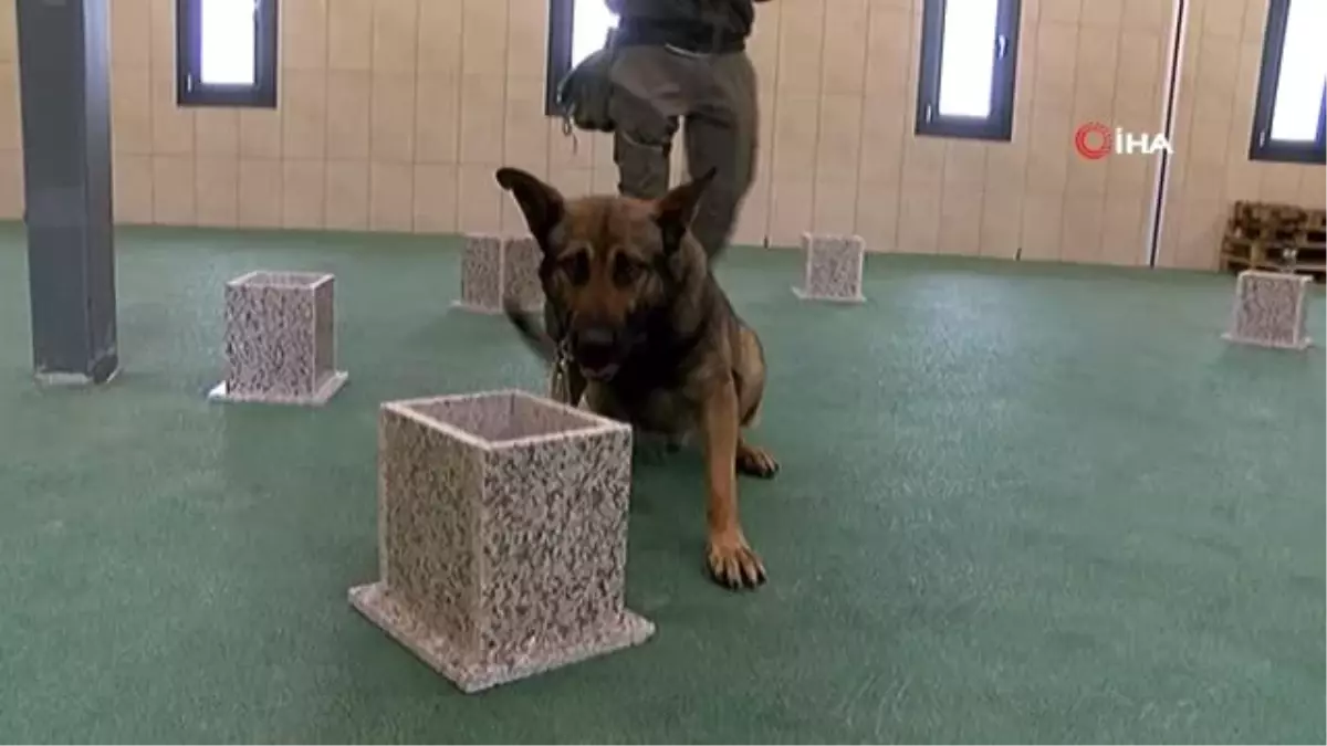 İstanbul Havalimanı\'nda Apron Güvenliği Özel Köpeklere Emanet