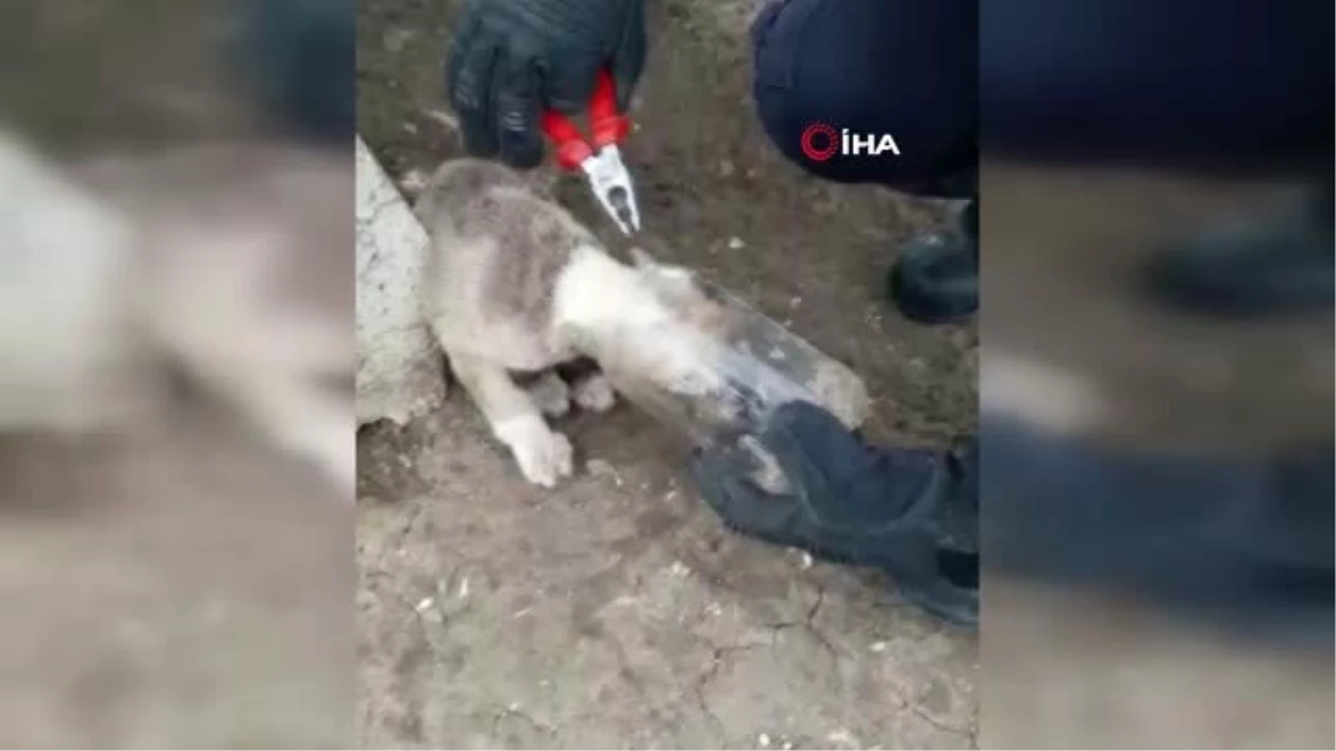 Kafasını Cam Kavanoza Sıkıştıran Köpeği İtfaiye Ekipleri Kurtardı