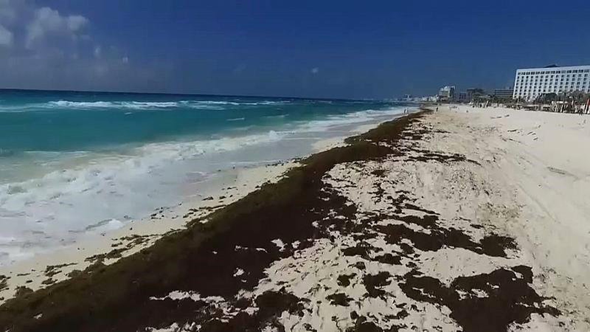 Meksika\'da \'Sargassum\' Yosunu Alarmı: Kıyıları 1 Milyon Ton Çürümüş Yumurta Kokulu Yosun Kaplayacak