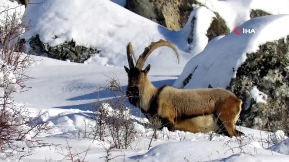 Nesli Tükenme Tehlikesinde Olan Dağ Keçileri Aladağlar\'da Görüntülendi