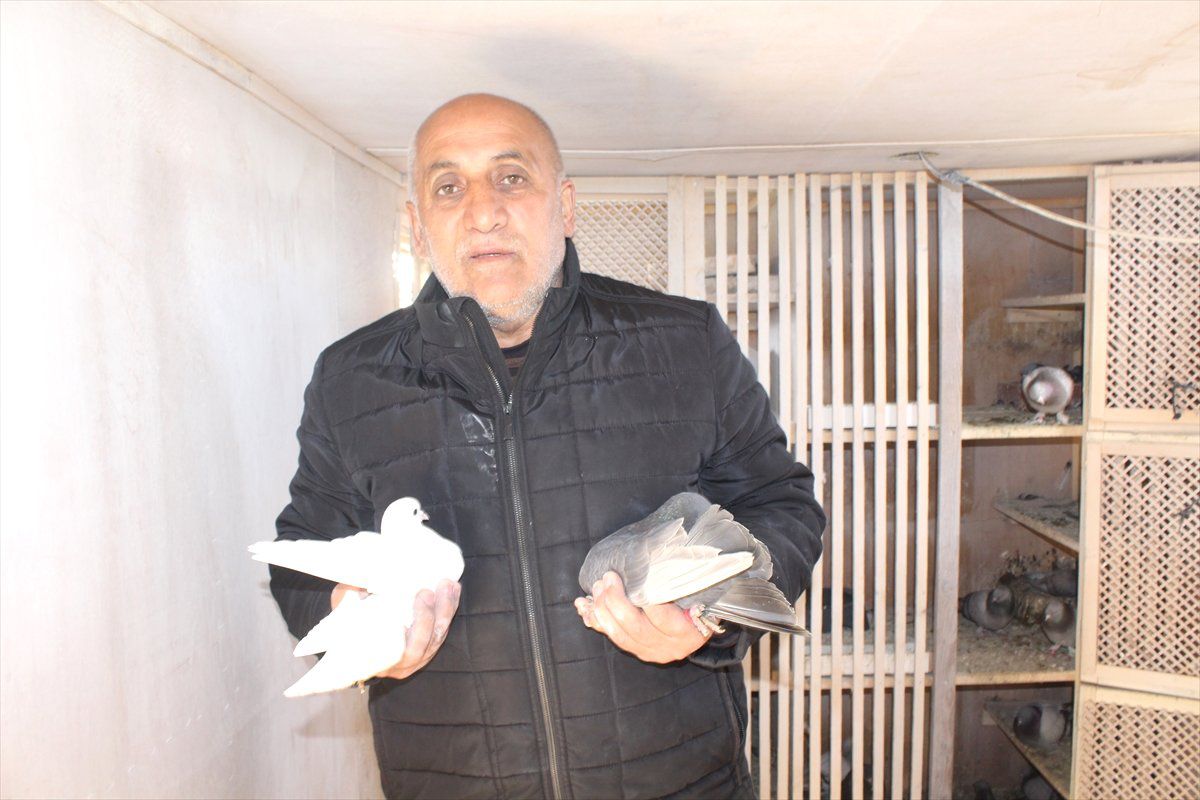 Salonda "Boksör" Arazide "Güvercin" Yetiştiriyor