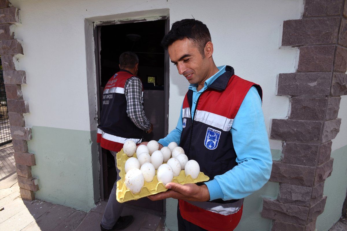 Sincan Hayvanat Bahçesinde Kuluçka Ekipmanları Yenilendi