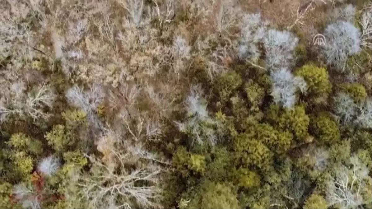 Sinema - Lanetli Kapı "Paranormal Orman"