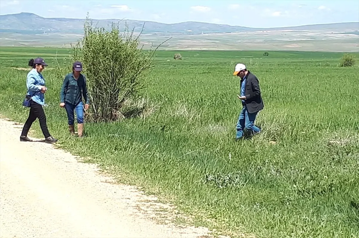 Sorgun\'da Tarım Zararlıları ile Mücadele Sürüyor