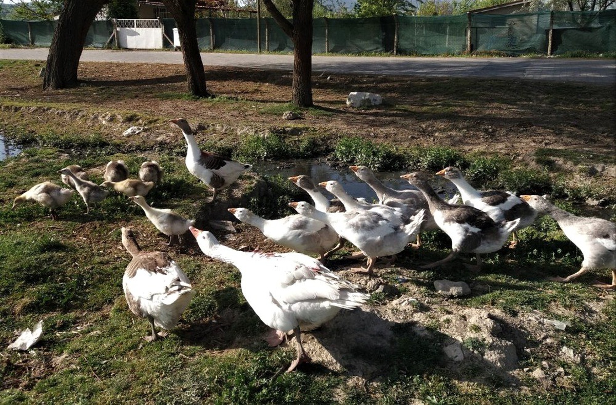 Uşak Kazları Kars Kazlarına Rakip Oluyor
