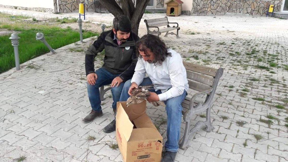 Van\'da Yaralı Bulunan Kuşlar Tedavi Altına Alındı