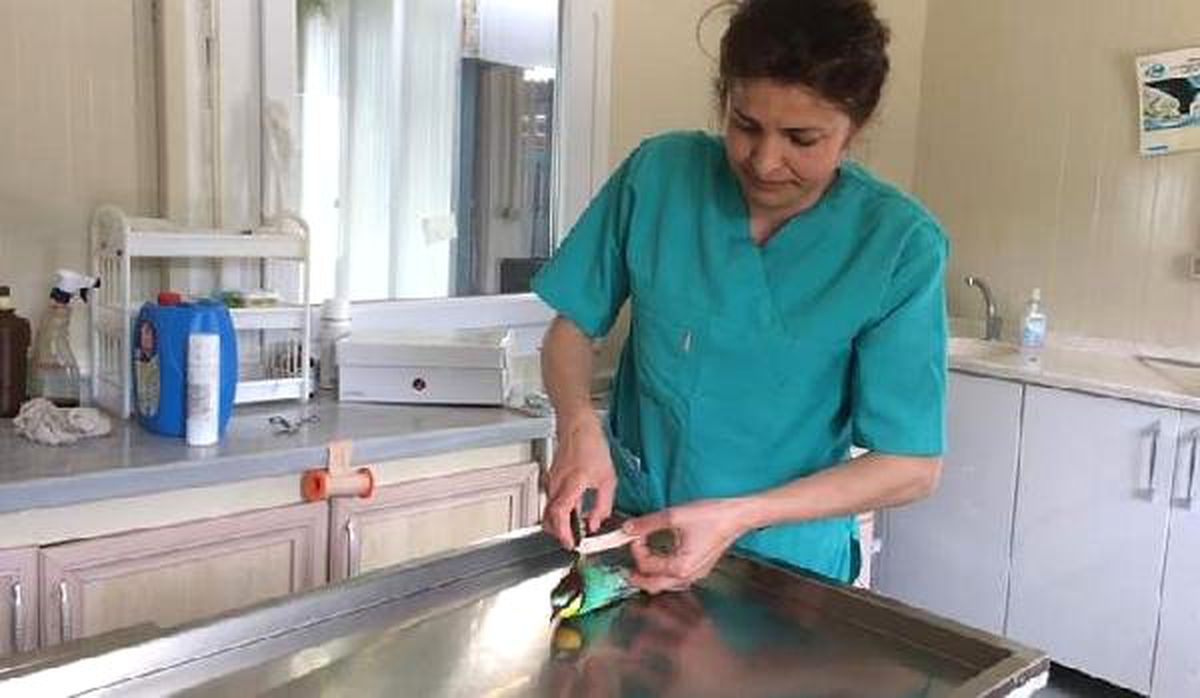 Yaralı Arı Kuşu Tedavi Edildi