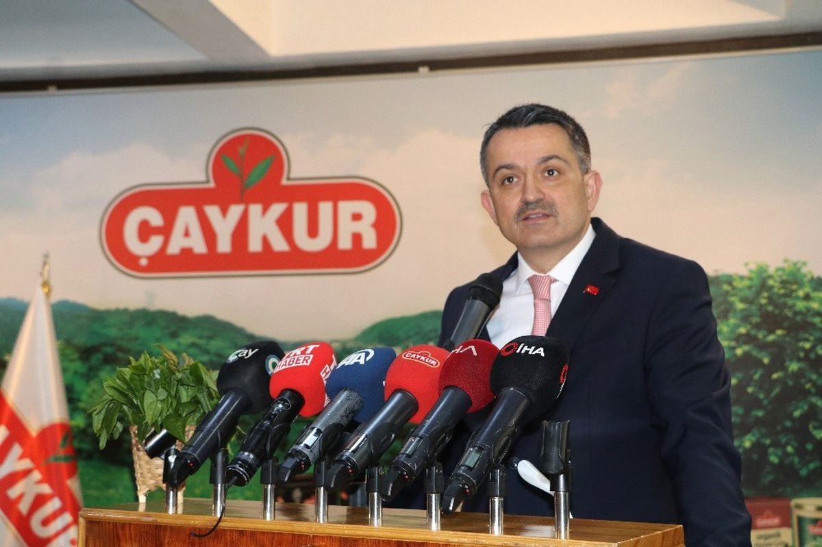 Yaş Çay Taban Fiyatı 3 TL 3 Kuruş Olarak Açıklandı