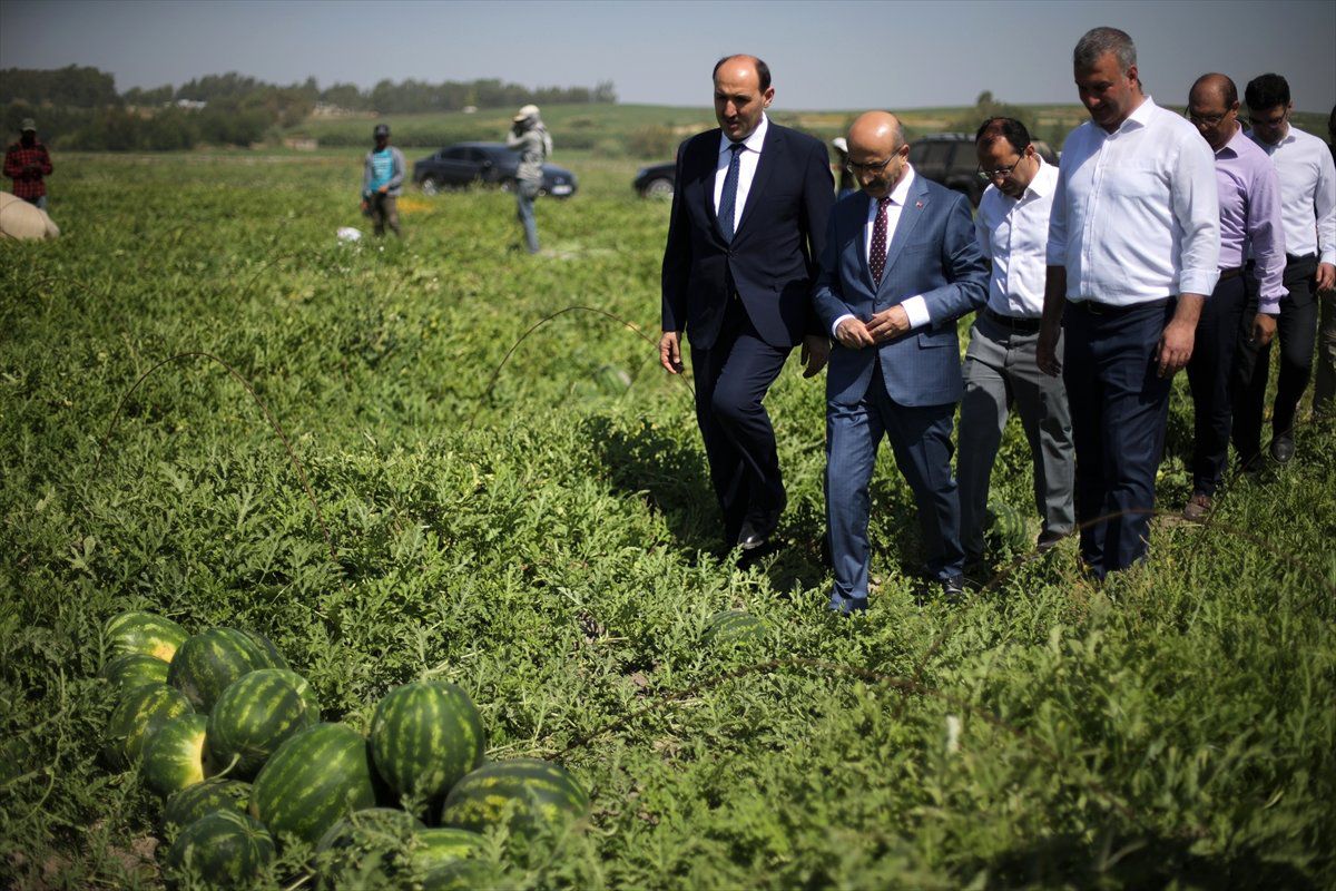Adana Karpuzunda Hasat Sürüyor