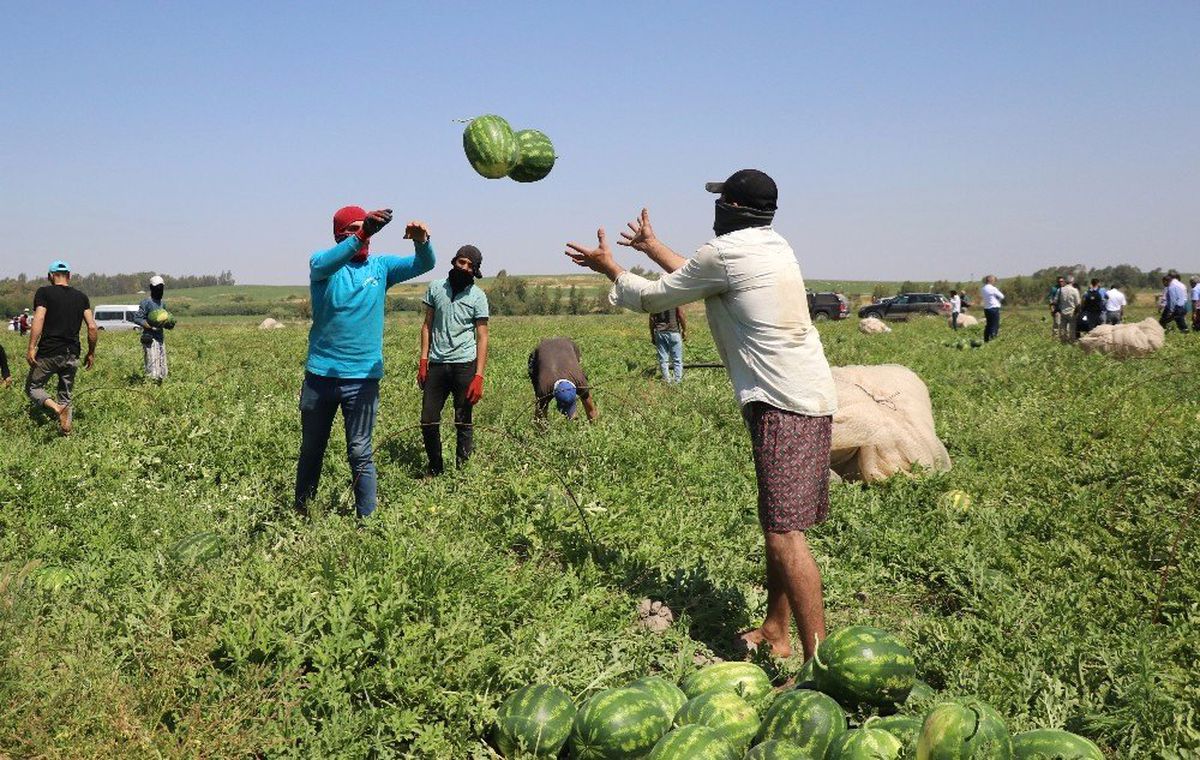 Adana, Yılda 1 Milyon Ton Karpuz Üretiyor