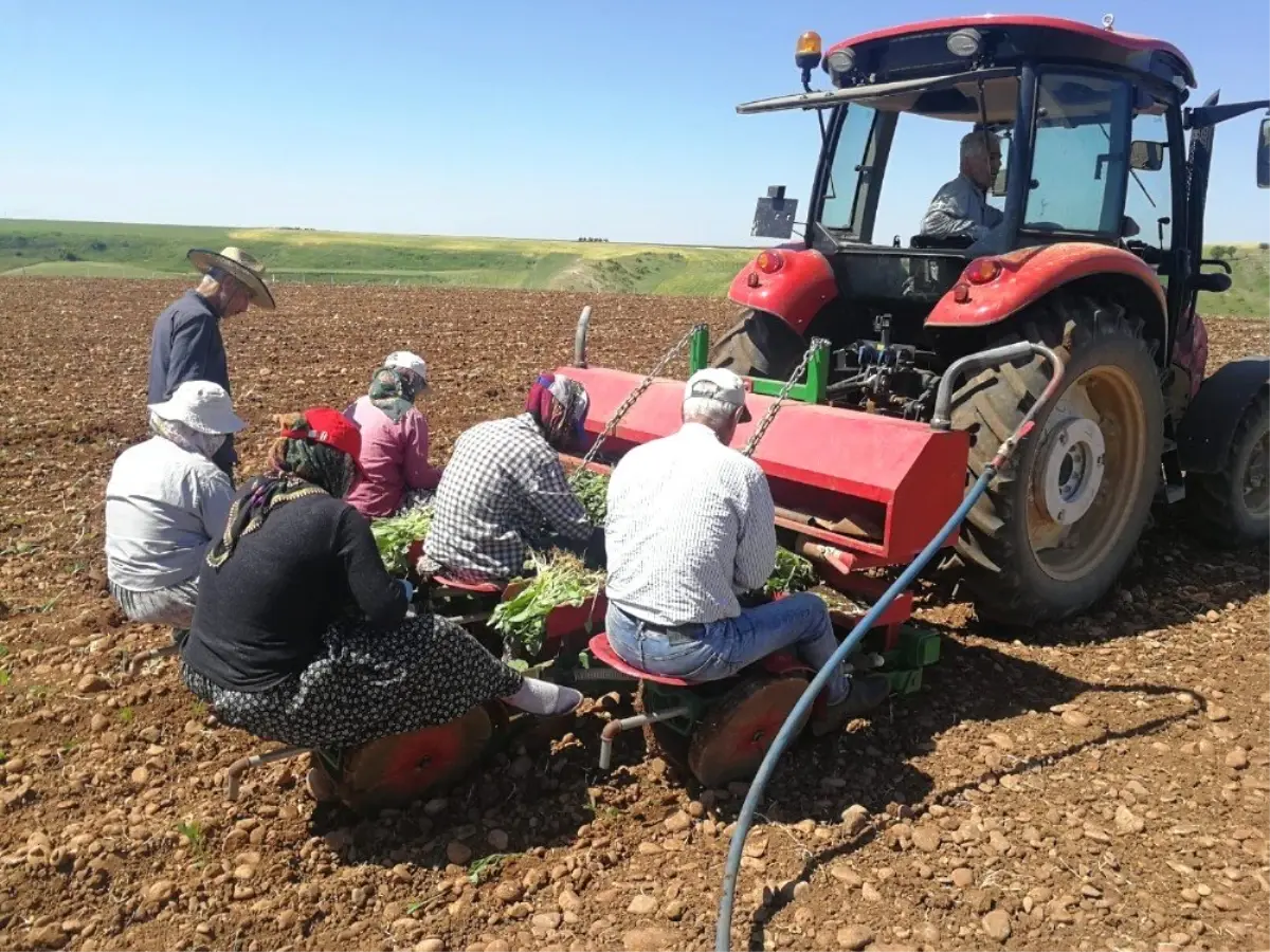 Adıyaman\'da Ege Tütünü Dikilmeye Başlandı