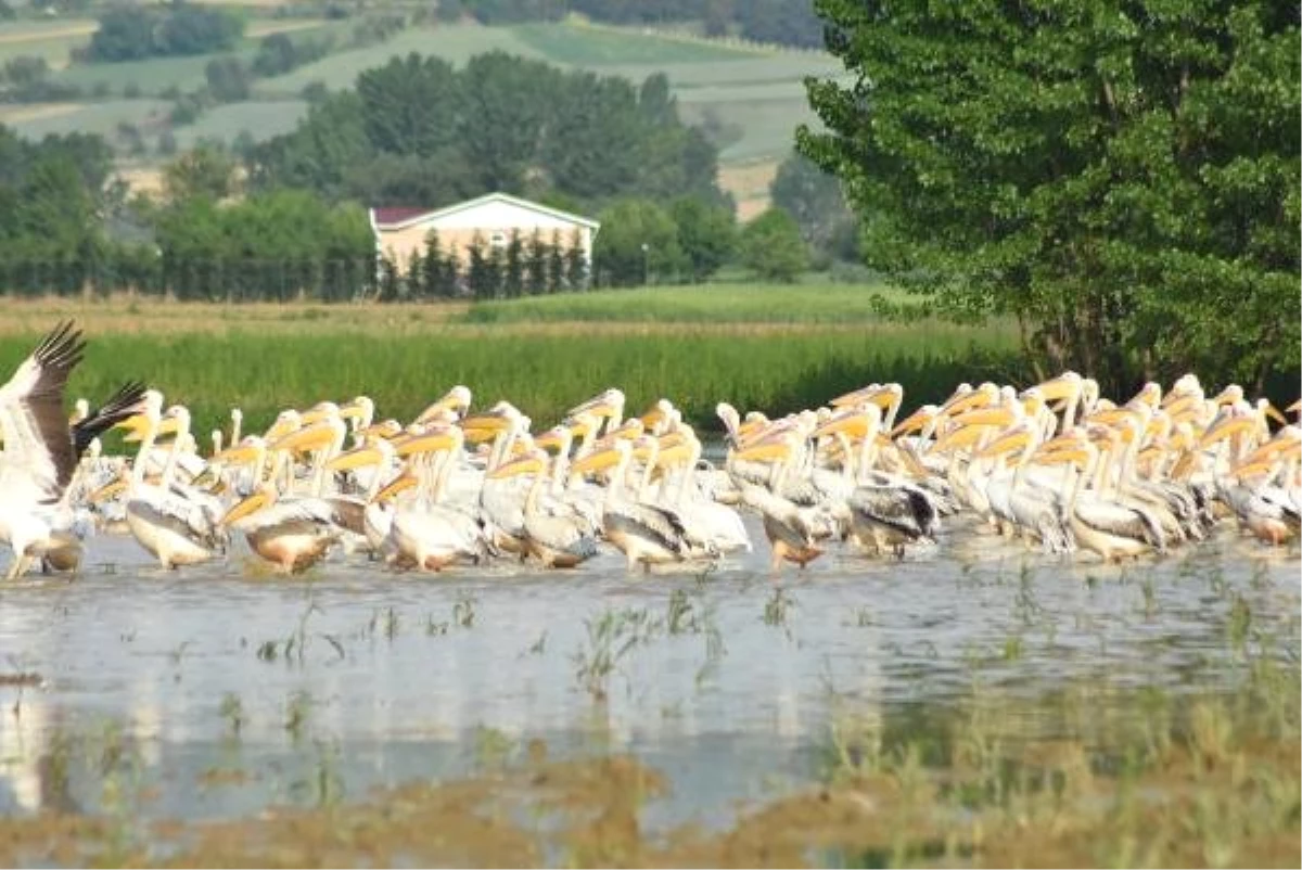 Baraja Gelen Yüzlerce Pelikan İlgi Odağı Oldu