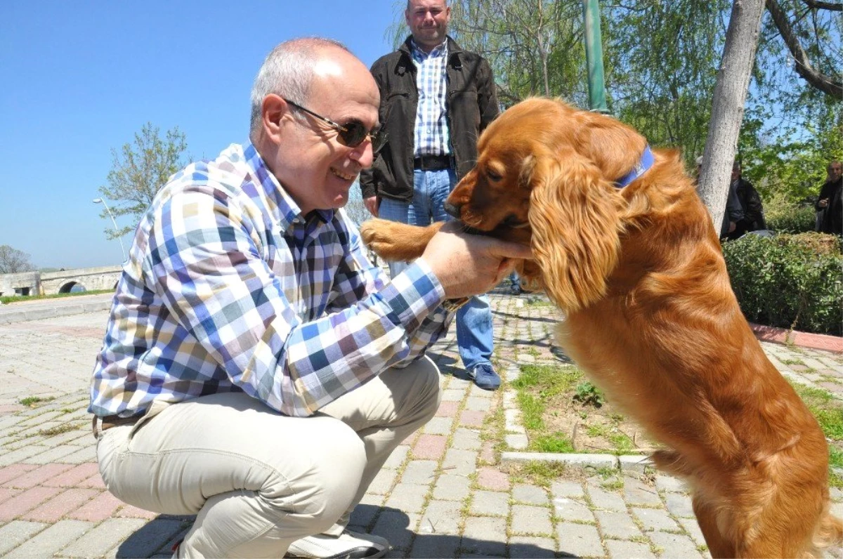 Büyükçekmece\'de Kedi ve Köpeklere Özel Park