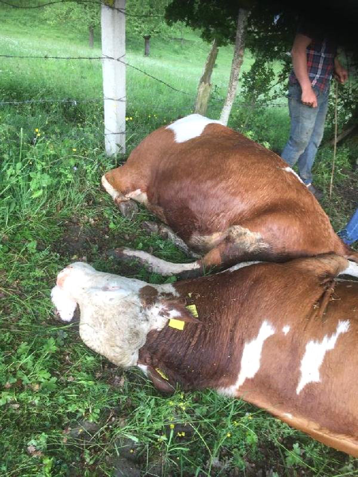 Çiftliğe Yıldırım Düştü: 4 Büyükbaş Hayvan Öldü