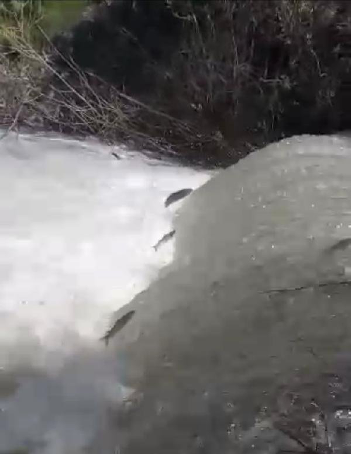 Elazığ\'da Siraz Balığının Tersine Göçü İlk Kez Görüntülendi