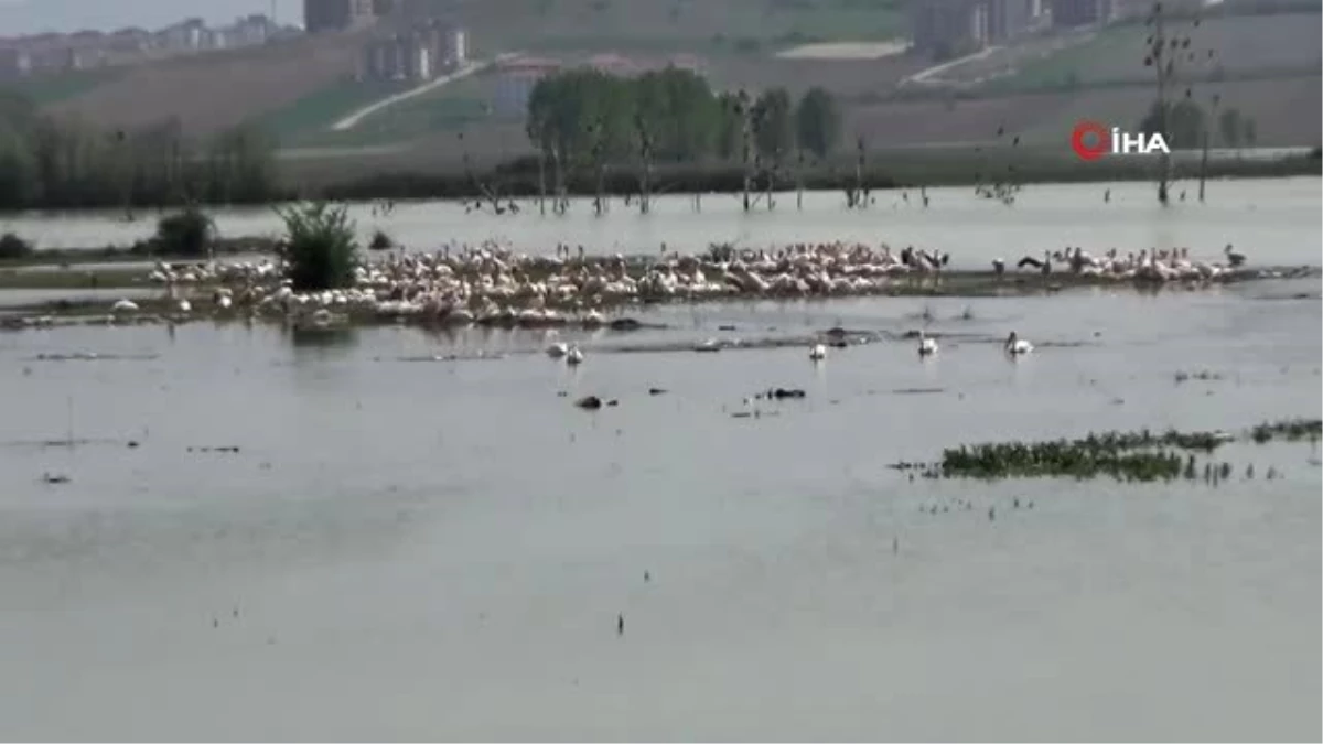 Göç Eden Pelikanlar İnegöl Boğazköy Barajı\'na Uğradı.