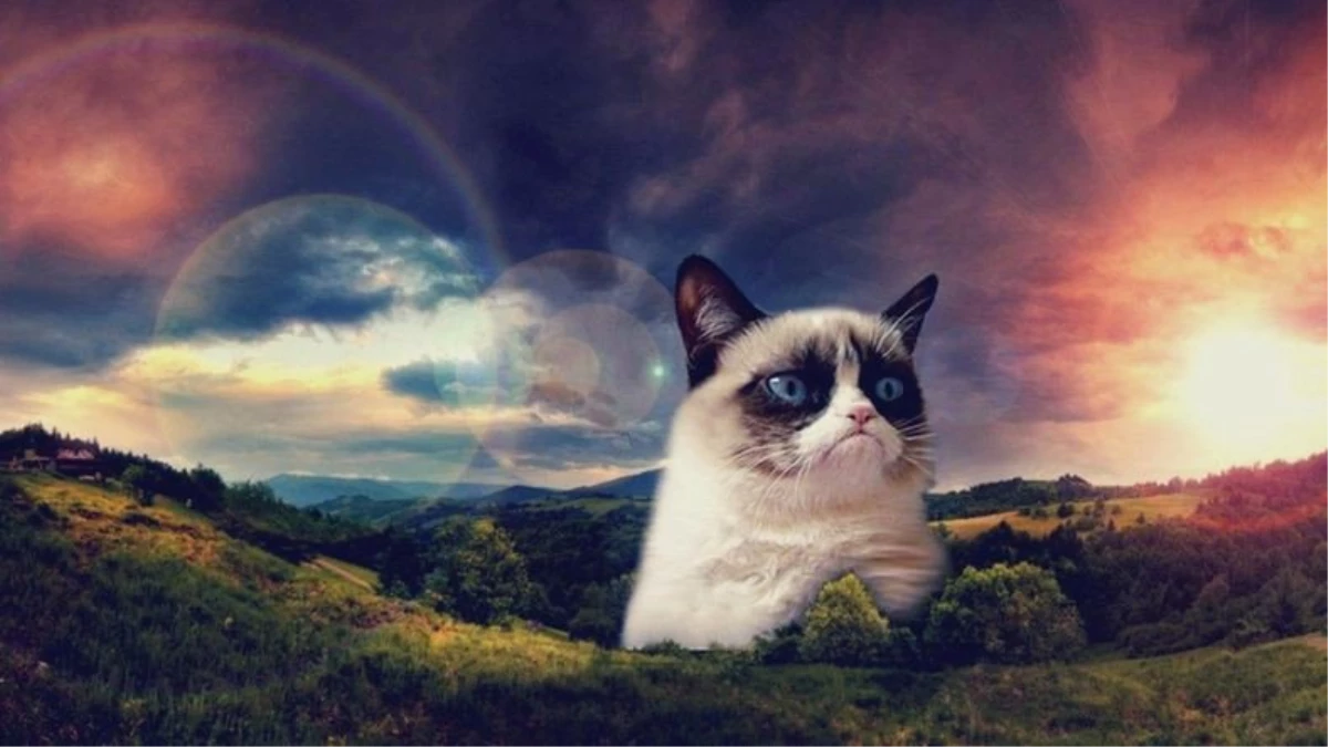 İnternetin Acı Günü: Asık Suratıyla Tanınan Grumpy Cat, 7 Yaşında Öldü