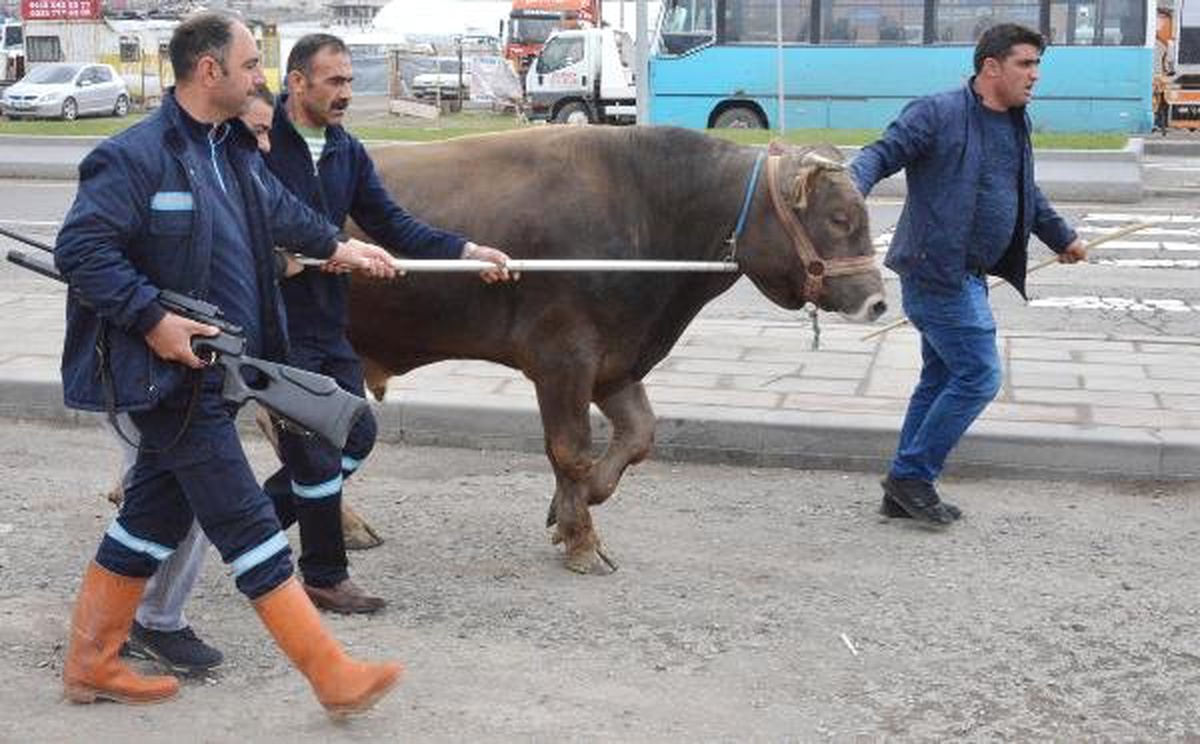 Mezbahadan Kaçan Boğa 5 Saat Peşinden Koşturdu
