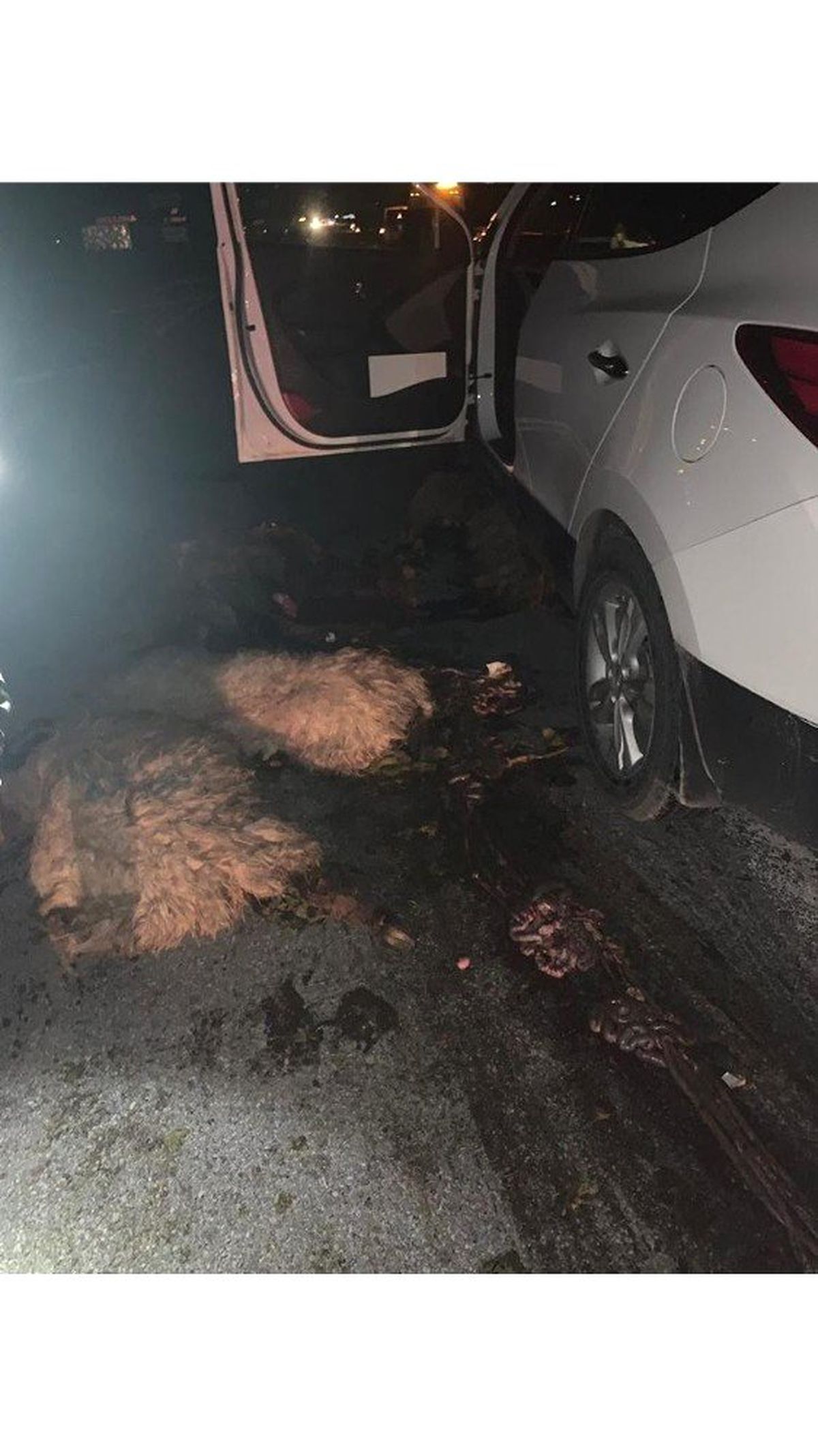 Otomobil Sürüye Daldı: 19 Koyun Telef Oldu