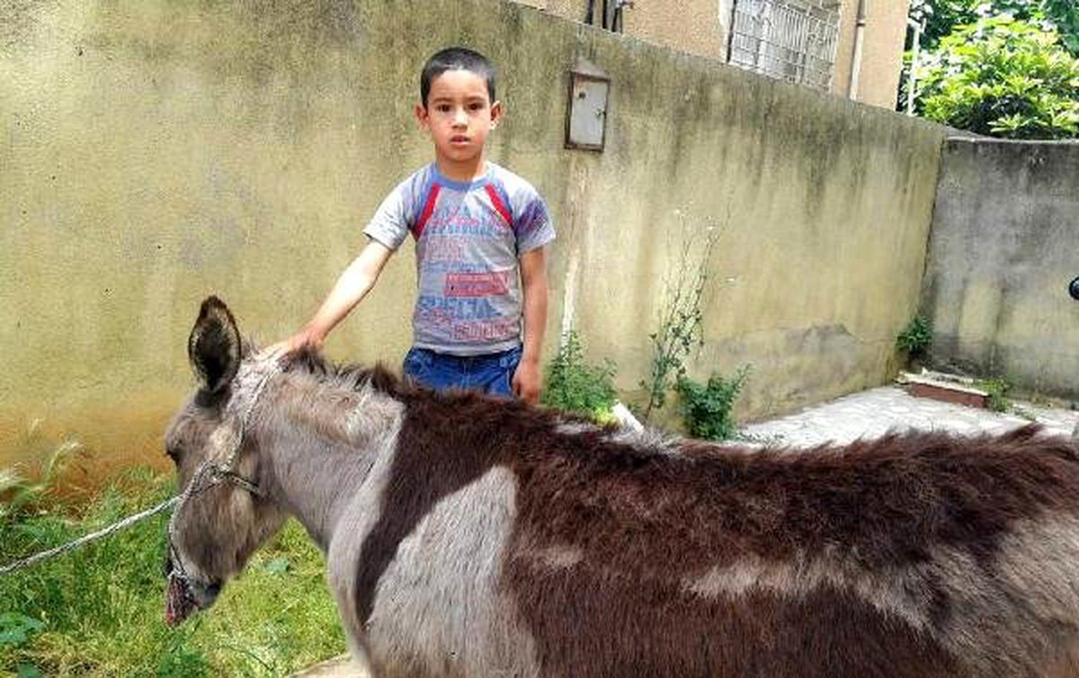 Sahipsiz Eşeğe Mahalleli Sahip Çıktı