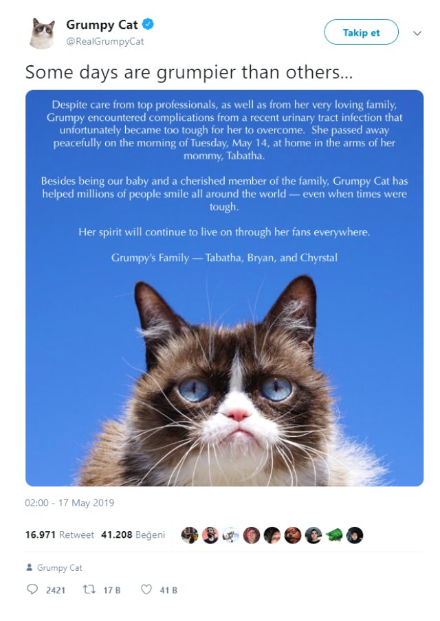 Sosyal Medya Fenomeni Cüce Kedi Grumpy Cat Öldü Son Dakika Dünya