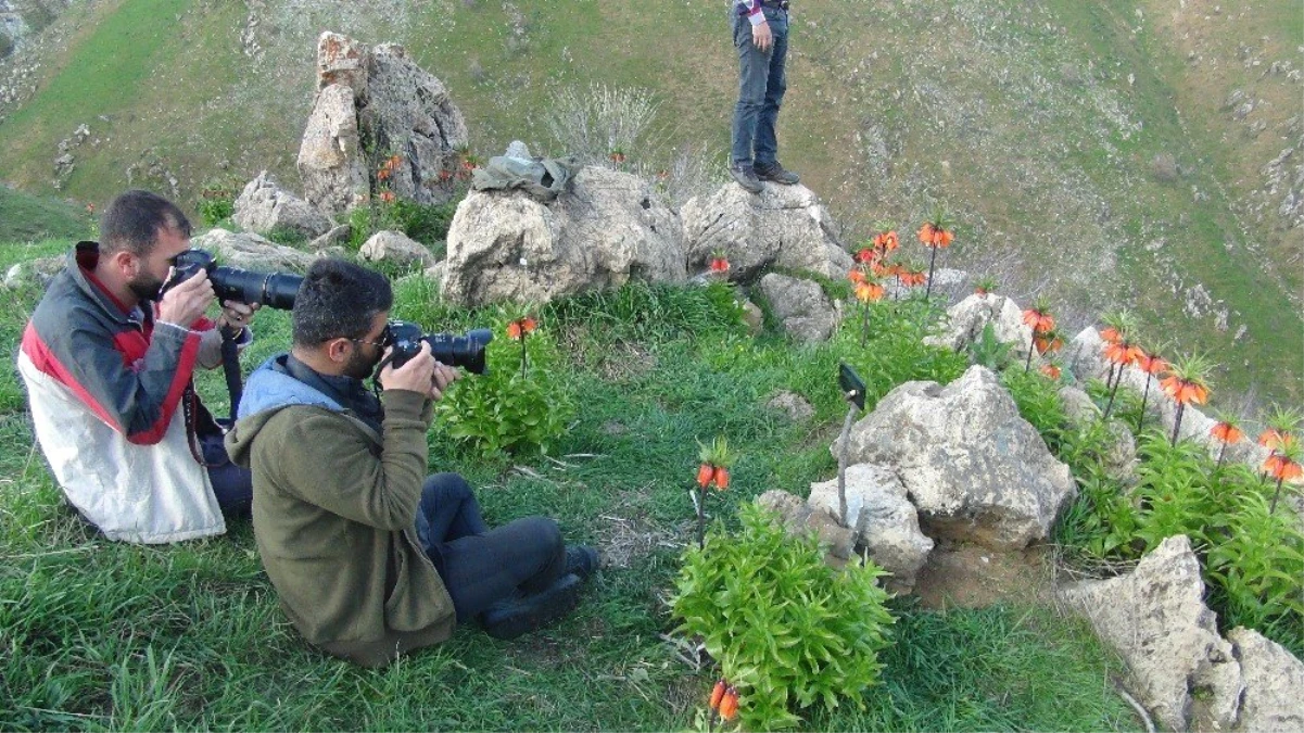 Ters Laleleri Fotoğraflamak İçin 2 Bin Rakımlı Dağa Tırmanıyorlar