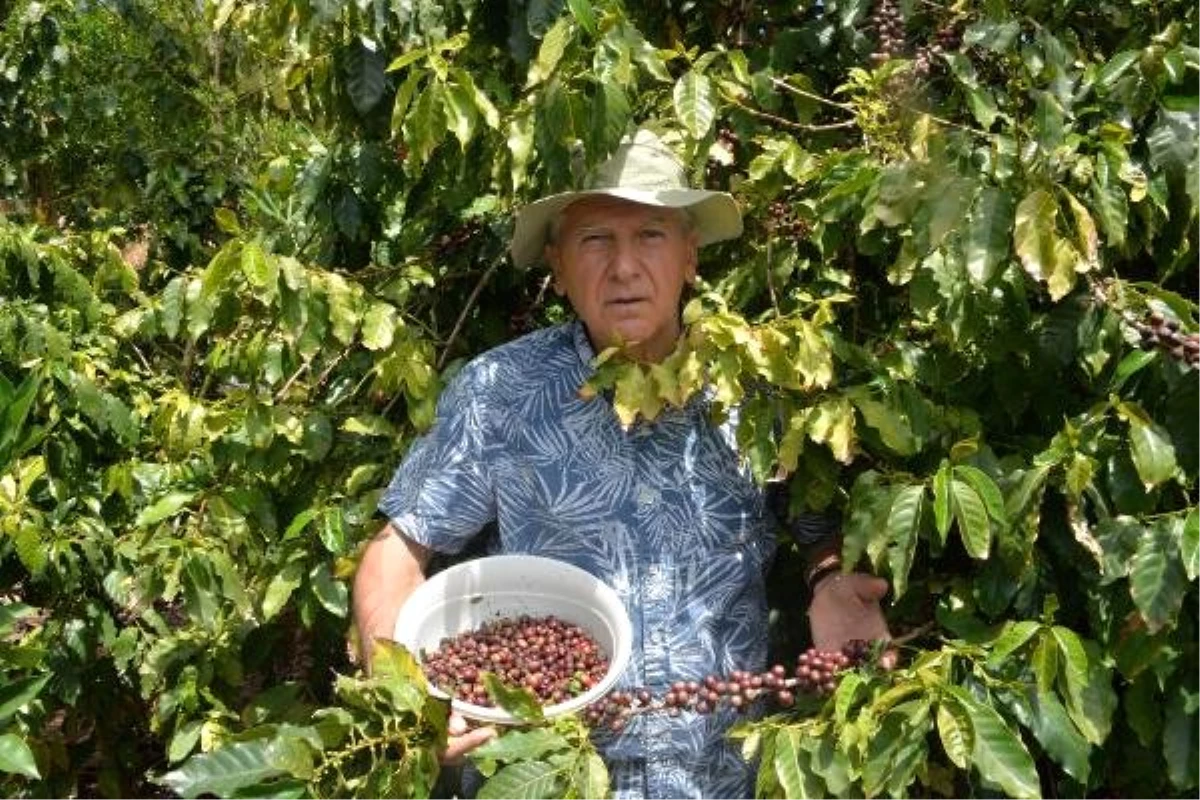 Türkiye\'de İlk Kez Kahve Meyvesi Üretti