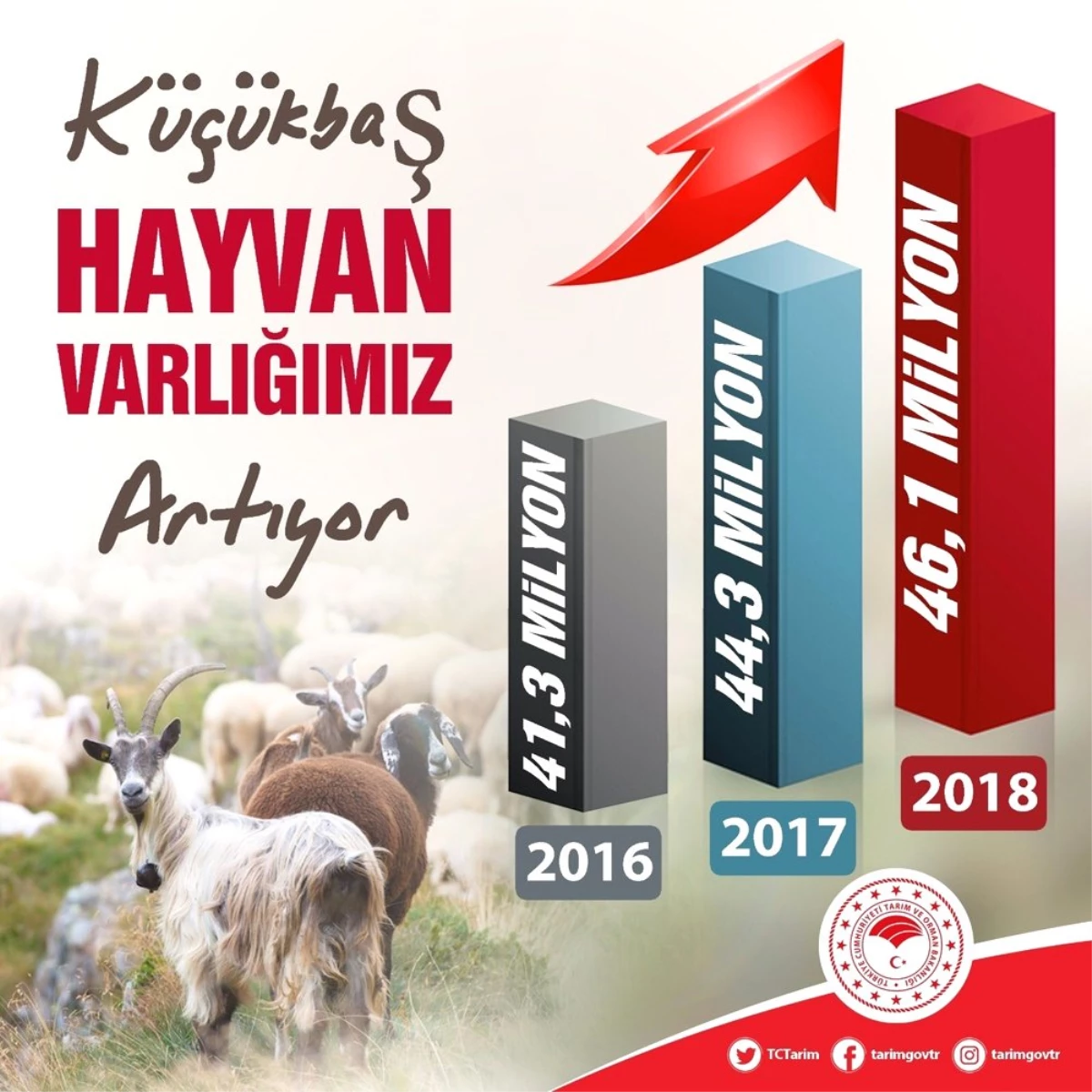 Türkiye\'de Küçükbaş Hayvan Sayısı Artıyor