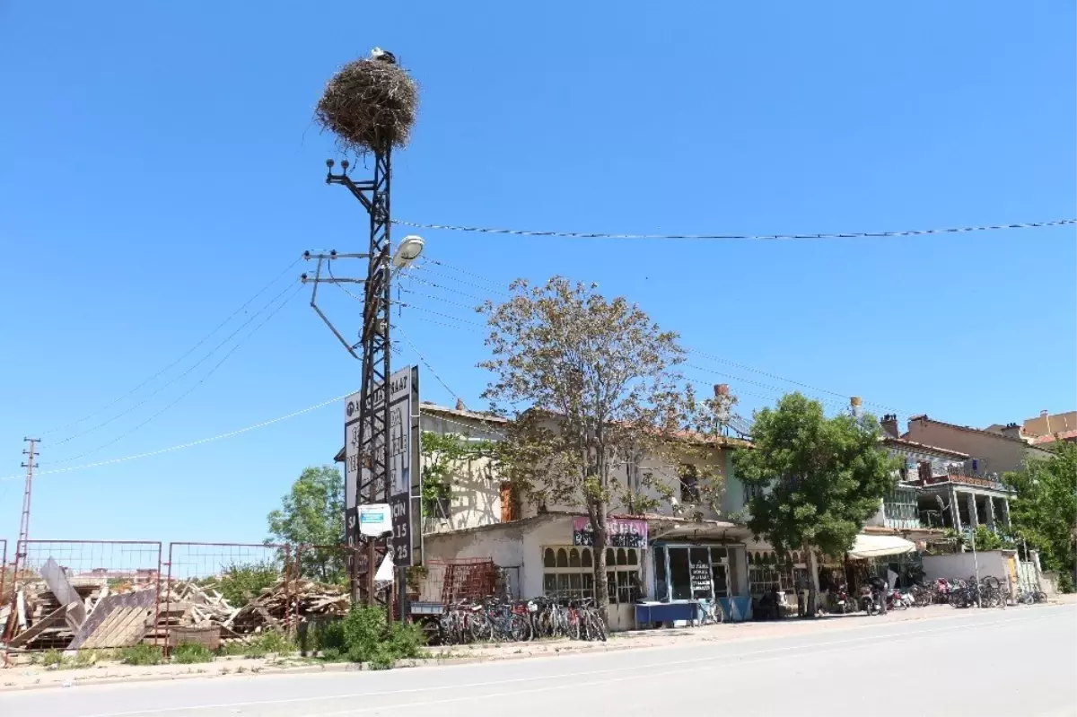 40 Yıldır Aynı Elektrik Direğinde Konaklıyorlar