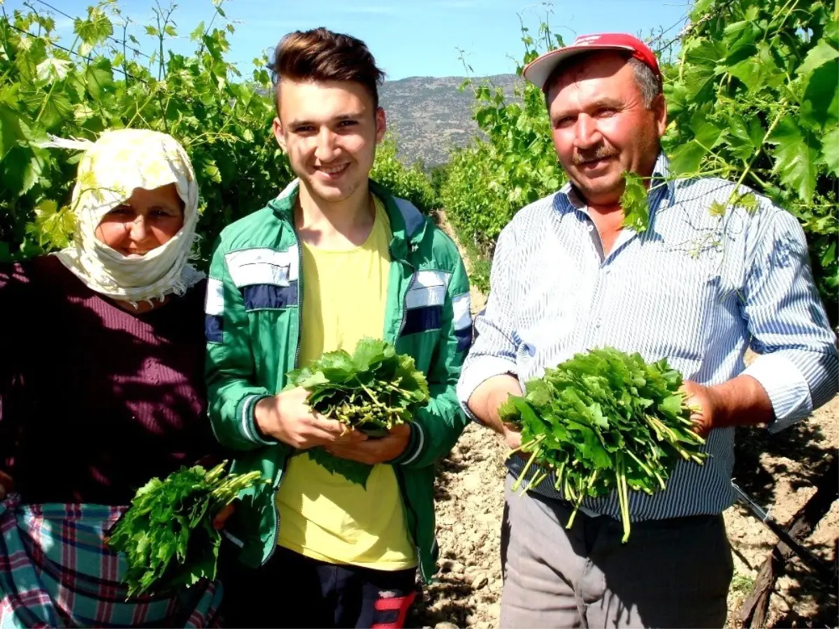 Bağ Yaprağı Üzümden Daha Karlı