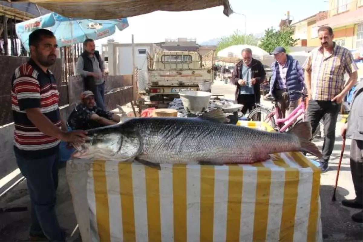 Fırat Nehri\'nde Dev Turna Balığı Yakaladı