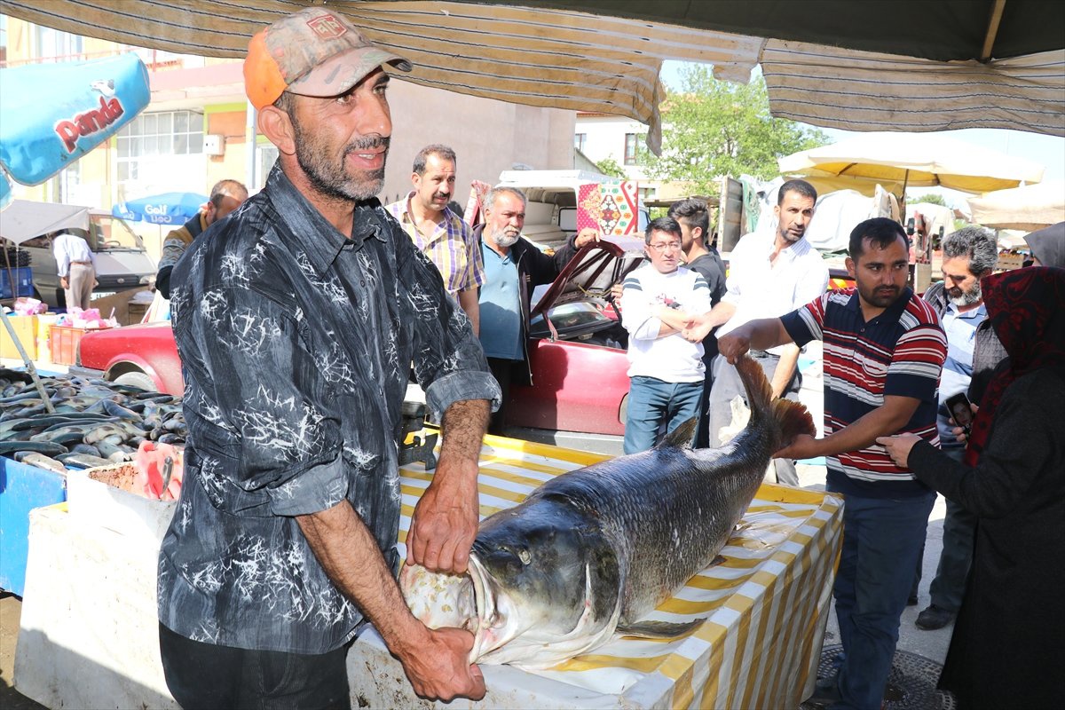Karasu Nehri\'nde 83 Kilogram Ağırlığında Turna Balığı Yakalandı
