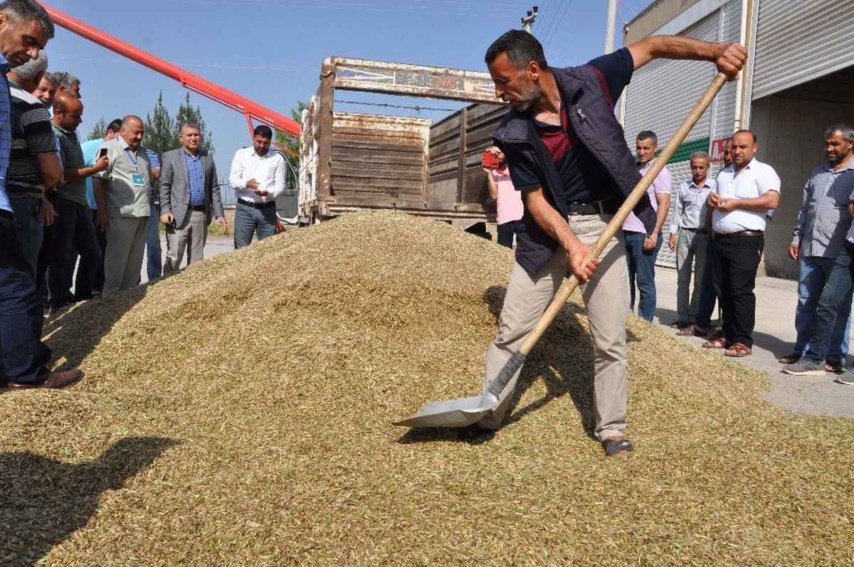 Kızıltepe\'de İlk Arpa Hasadı Başladı