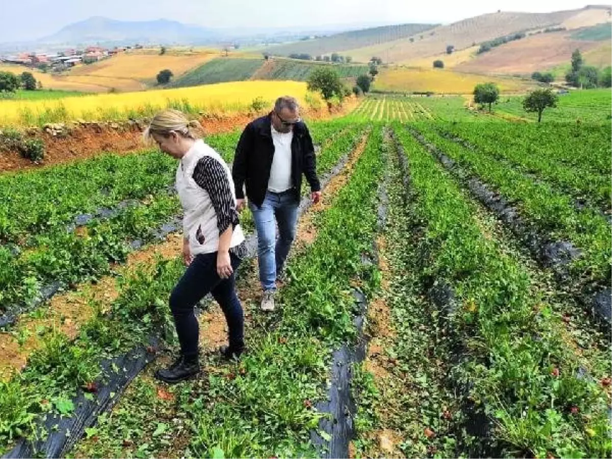 Köprübaşı\'nı Dolu ve Yağmur Vurdu; 15 Bin Civciv ve Tavuk Öldü