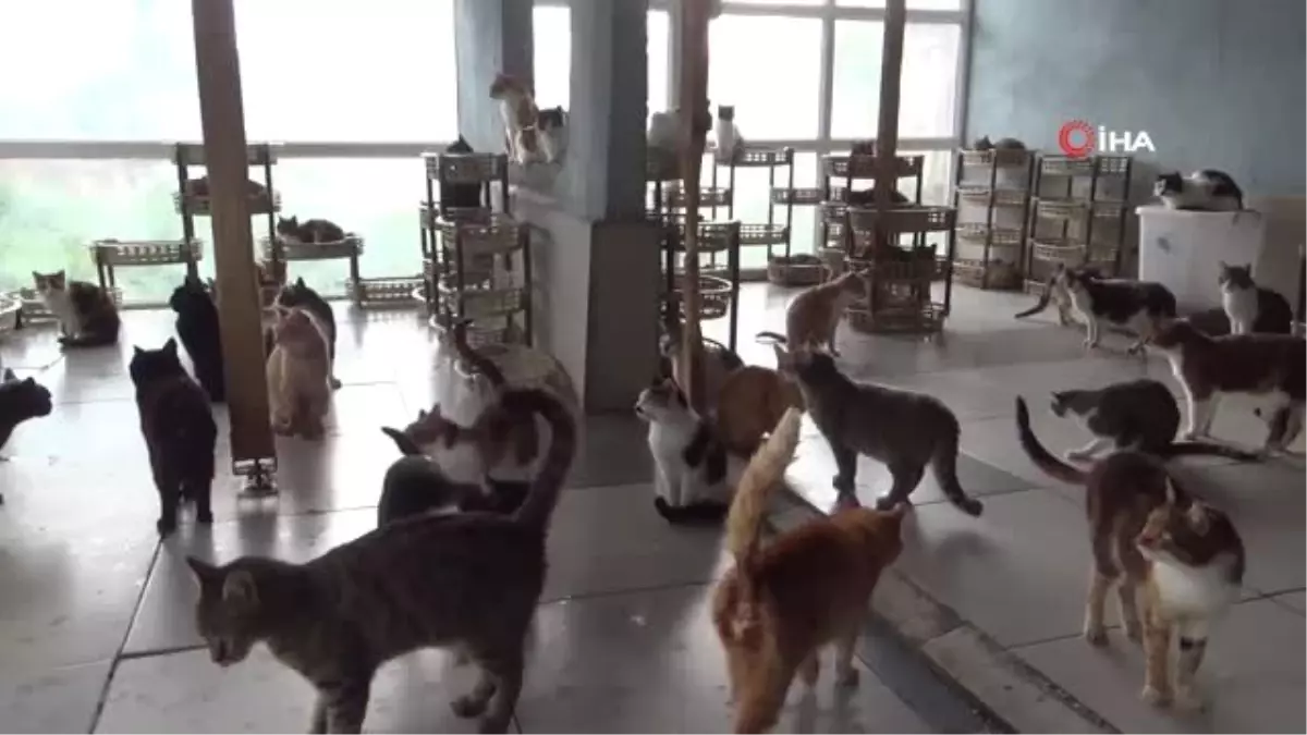Sağır Olma Tehlikesi Altında Olan 120 Kedi İçin Yardım Çağrısı