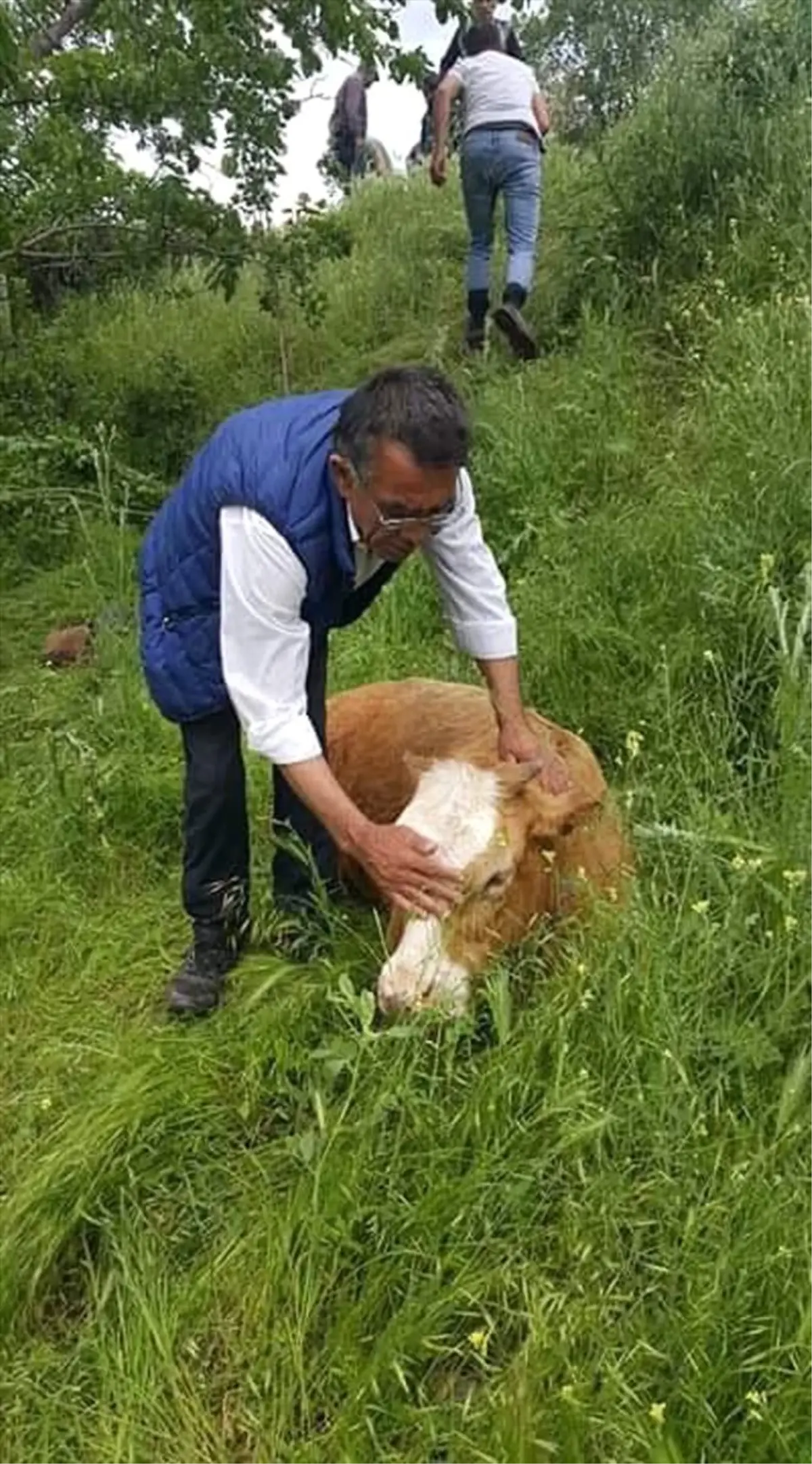 Su Dolu Havuza Düşen İnek Kurtarıldı