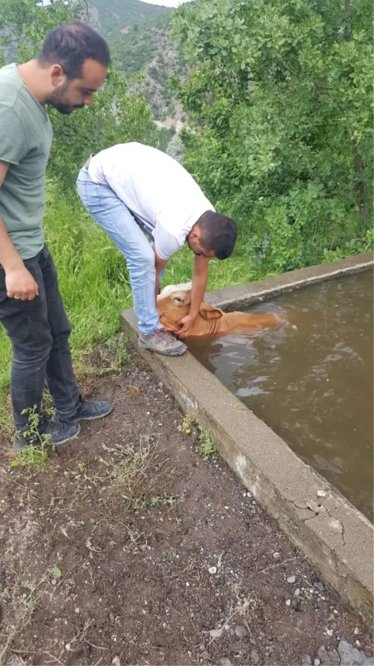 Sulama Havuzuna Düşen İnek Kurtarıldı