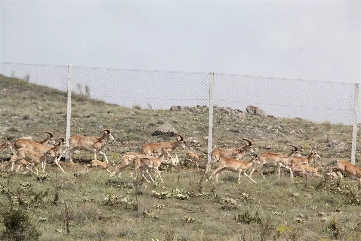 Anadolu Cereni" Koruma Altında Çoğalıyor