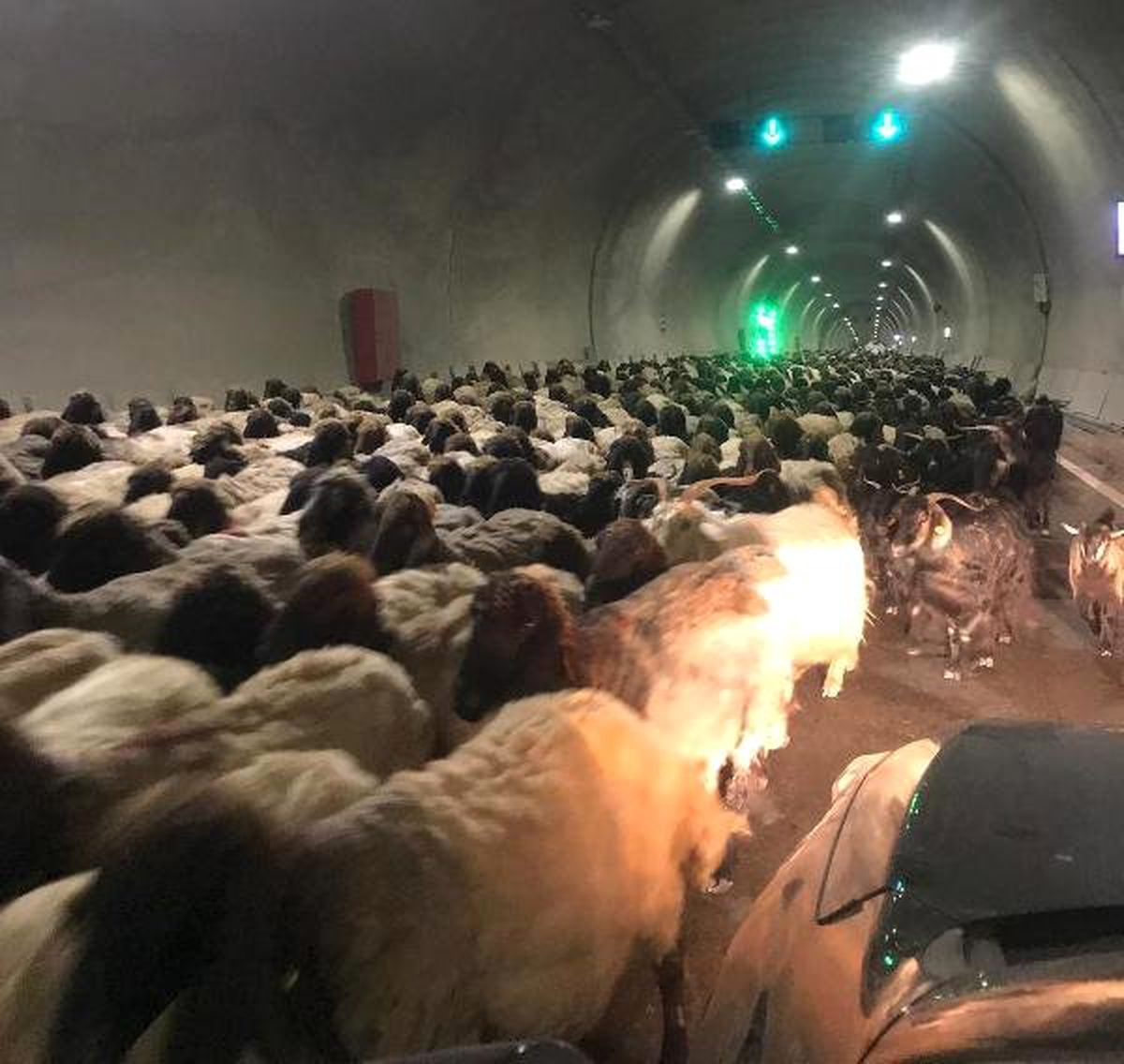 Göçerler, Binlerce Küçükbaşı Tünelleri Kullanarak Yaylaya Çıkardı
