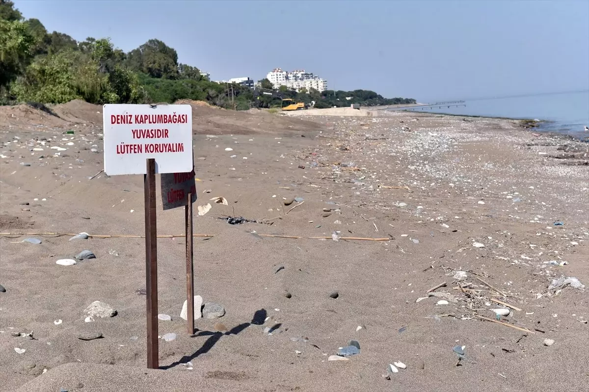 Kumsala Çıkan Deniz Kaplumbağalarını Ürkütmeyin"