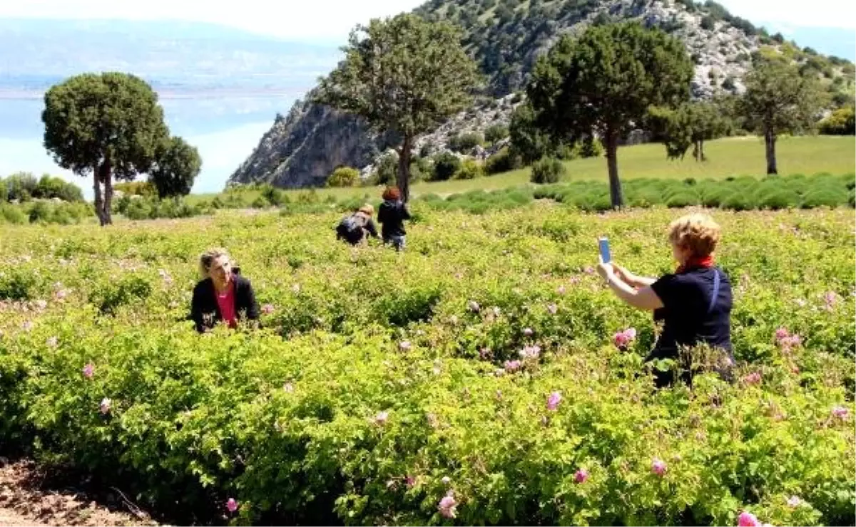 Lisinia\'da Güller Açtı, Ziyaretçiler Akın Etti