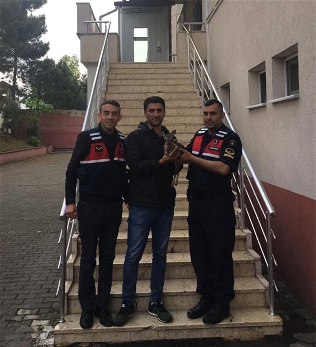 Yavru Karaca Koruma Altına Alındı