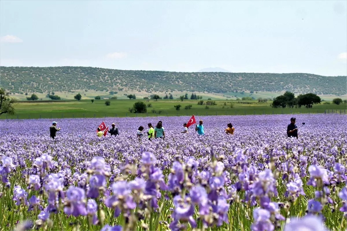 Zambak Tarlaları Turistlerin İlgi Odağı Oldu