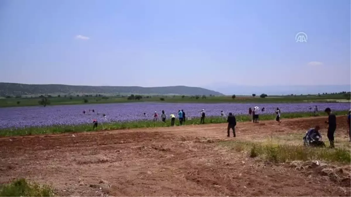 Zambak Tarlaları Turistlerin İlgi Odağı Oldu