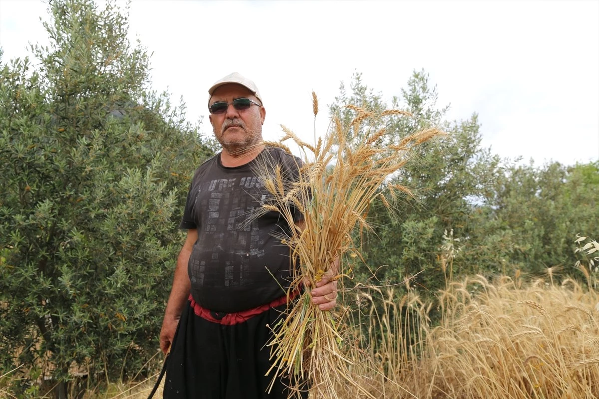 Antalya\'da Yılın İlk Buğday Hasadı Başladı