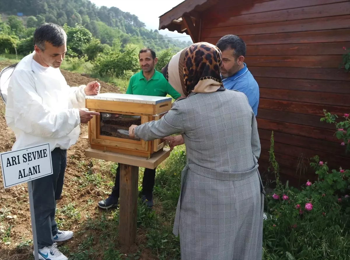 Arıların Kovan İçindeki Yaşantısını Öğrenmek İçin Geliyorlar