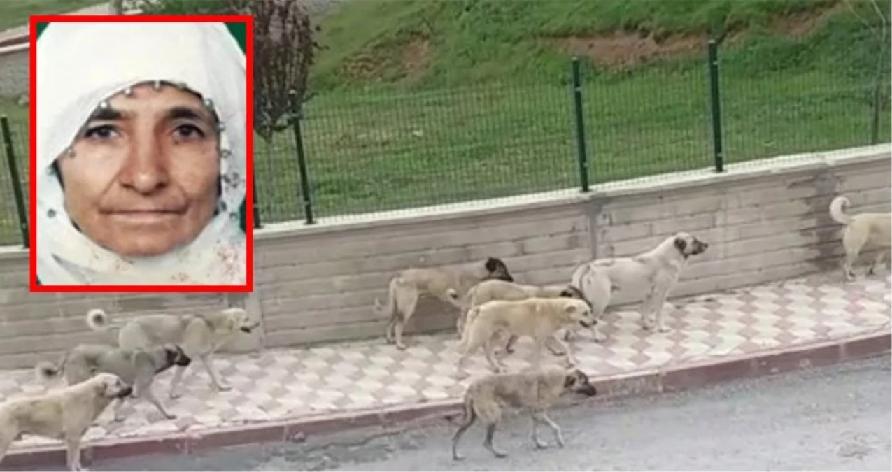 Sokak Köpekleri, 82 Yaşındaki Kadını Parçalayarak Öldürdü