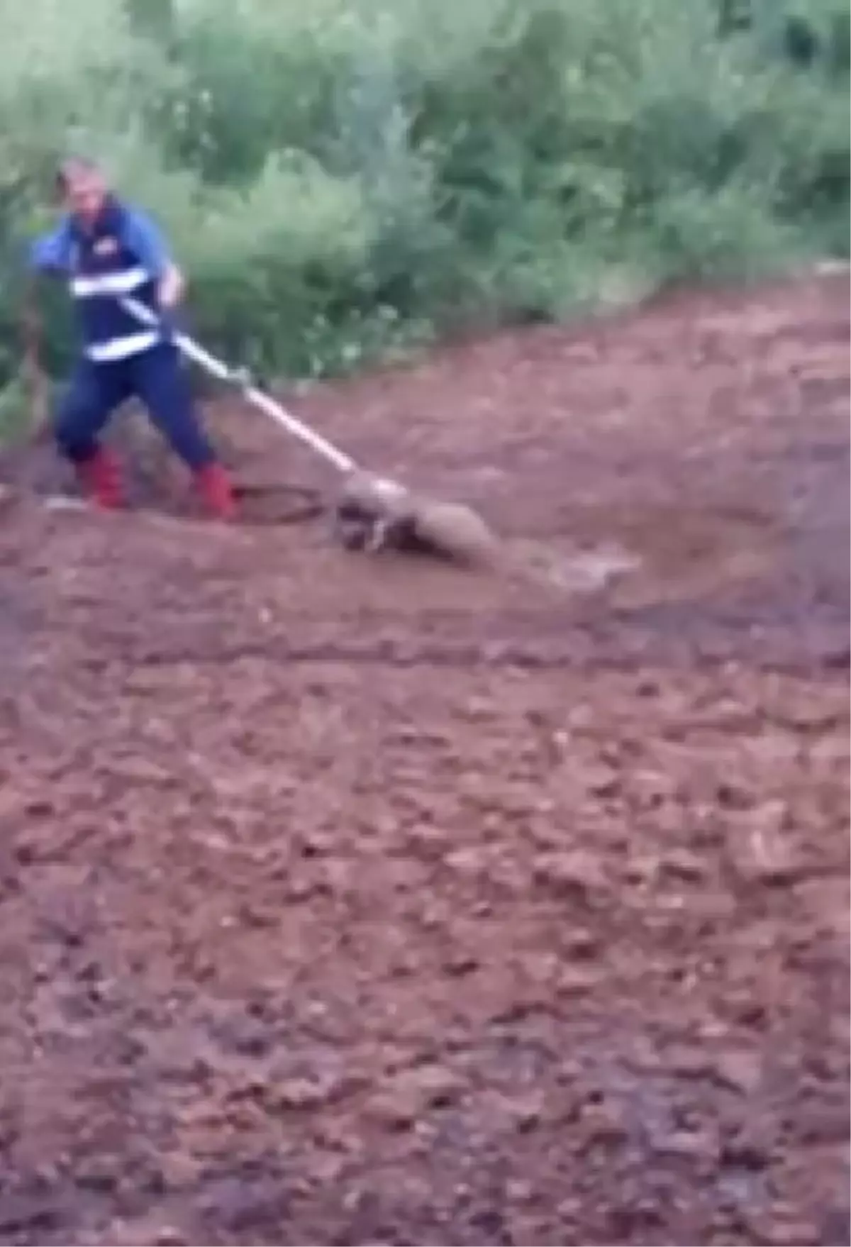 Bataklığa Saplanan Köpeği İtfaiye Kurtardı